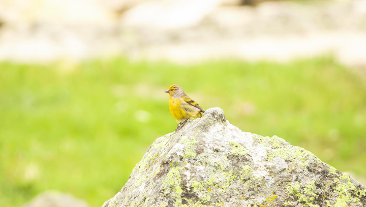 À la découverte de la faune de la montagne